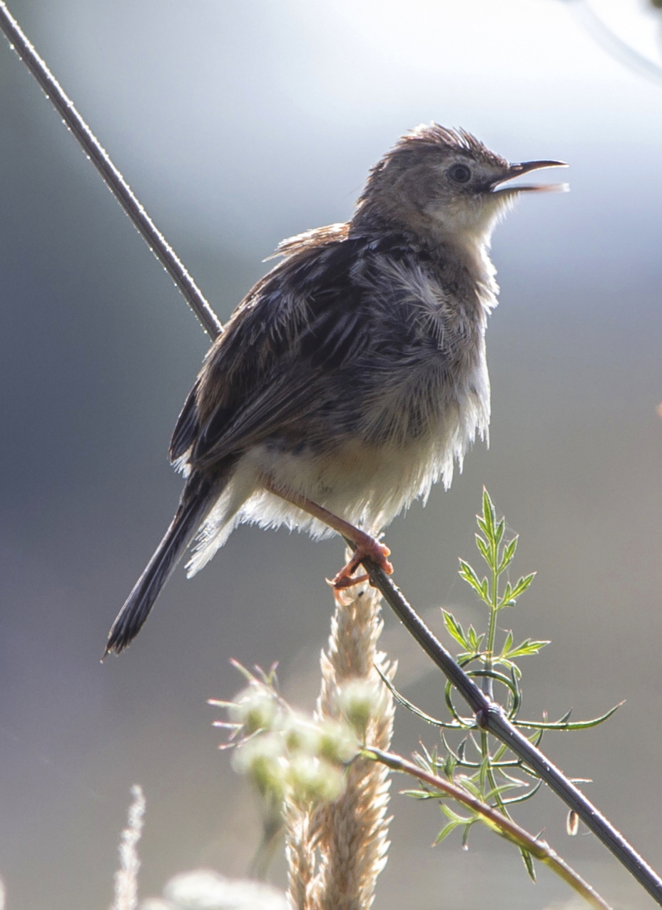 Observação de Aves